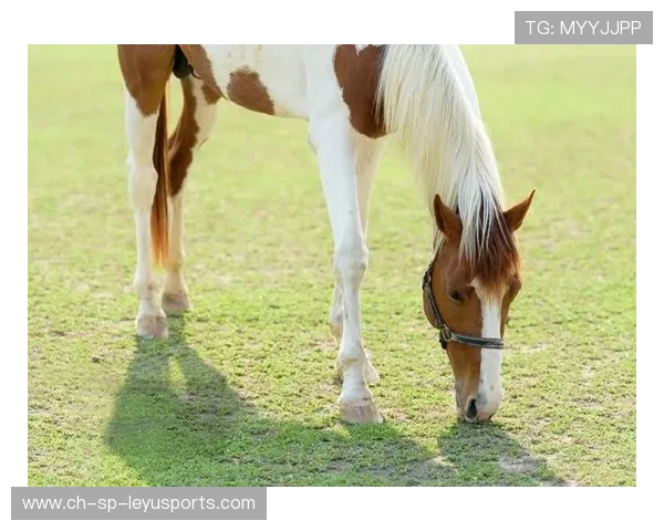 伊朗马术协会开展马匹福利宣传活动，提升公众意识。，伊朗马蒂图片 漂亮女孩